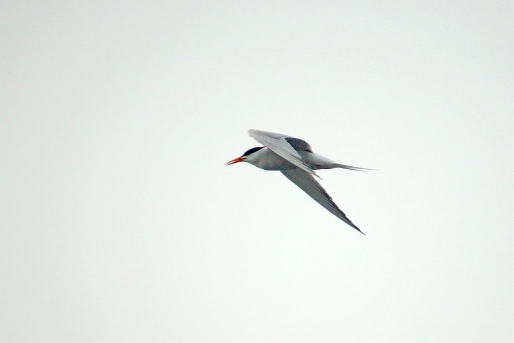 Tern, Common, 2006-07081410 Hyannis, MA.JPG - Common Tern, Broolkine July 2006 Hyannis pelagic bird trip